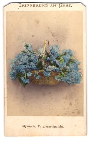 Fotografie Joseph Bergmann, Wien, Botanik Myosotis, Vergissmeinnicht