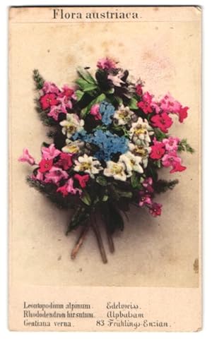 Fotografie Joseph Bermann, Wien, Botanik, Flora austriaca, Edelweiss, Alpbalsam, Frühlings Enzian