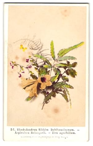 Fotografie Fridrich, Prag, Rhododendron Sikkim Dahlhousicanum, Asplenium Bellagerii, Ilex aguifol...