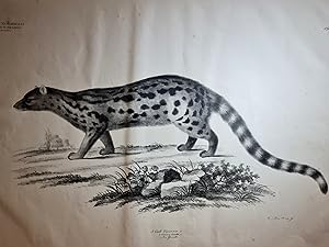 Vivera Ginetta - Die Ginette ( Ginsterkatze ). Großformatige Lithographie wohl bei Arnz in Düssel...