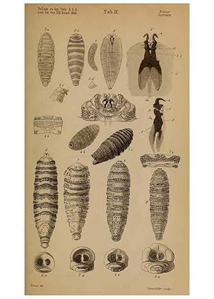 Imagen del vendedor de Reproduccin/Reproduction 49785497551: Monographie der oestriden. Wien,Druck von C. Ueberreuter,1863. a la venta por EL BOLETIN