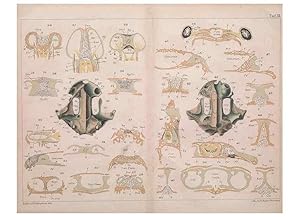 Imagen del vendedor de Reproduccin/Reproduction 49814854661: Das kopfskelet der urodelen;. Leipzig,W. Engelmann,1877. a la venta por EL BOLETIN