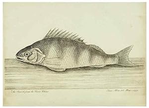 Imagen del vendedor de Reproduccin/Reproduction 49680893497: The history of esculent fish. London :Printed for Edward Jeffery ., Robert Faulder ., J. Cuthell, and J. Deighton . J. Walker ., Hamilton and Co.,1794. a la venta por EL BOLETIN