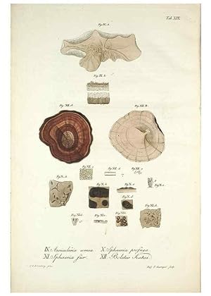 Bild des Verkufers fr Reproduccin/Reproduction 49579208457: Horae physicae Berolinenses :. Bonnae :Adolphi Marcus,1820. zum Verkauf von EL BOLETIN