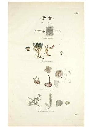 Bild des Verkufers fr Reproduccin/Reproduction 49578472843: Horae physicae Berolinenses :. Bonnae :Adolphi Marcus,1820. zum Verkauf von EL BOLETIN