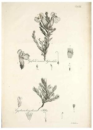 Bild des Verkufers fr Reproduccin/Reproduction 49578477203: Horae physicae Berolinenses :. Bonnae :Adolphi Marcus,1820. zum Verkauf von EL BOLETIN