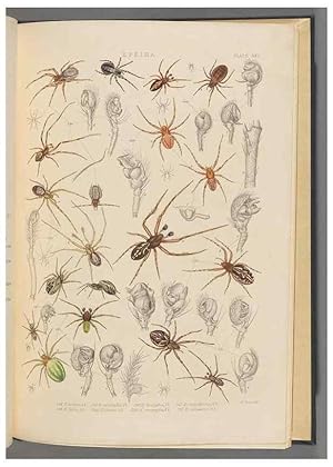 Seller image for Reproduccin/Reproduction 49643416236: A history of the spiders of Great Britain and Ireland /. London :Published for the Ray Society by Robert Hardwicke,1861-1864. for sale by EL BOLETIN