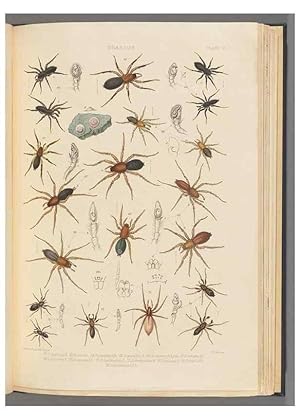 Seller image for Reproduccin/Reproduction 49642885873: A history of the spiders of Great Britain and Ireland /. London :Published for the Ray Society by Robert Hardwicke,1861-1864. for sale by EL BOLETIN