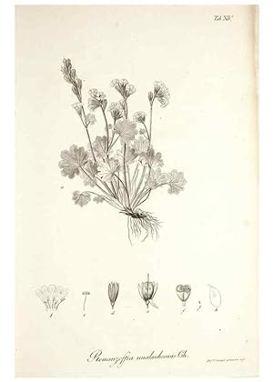 Bild des Verkufers fr Reproduccin/Reproduction 49578475208: Horae physicae Berolinenses :. Bonnae :Adolphi Marcus,1820. zum Verkauf von EL BOLETIN