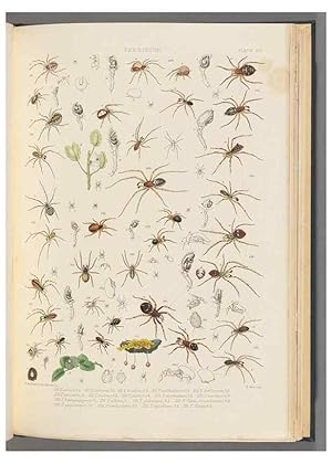 Seller image for Reproduccin/Reproduction 49642887238: A history of the spiders of Great Britain and Ireland /. London :Published for the Ray Society by Robert Hardwicke,1861-1864. for sale by EL BOLETIN