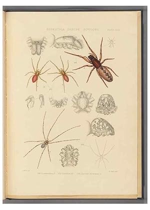 Seller image for Reproduccin/Reproduction 49642889743: A history of the spiders of Great Britain and Ireland /. London :Published for the Ray Society by Robert Hardwicke,1861-1864. for sale by EL BOLETIN