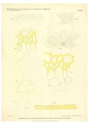 Imagen del vendedor de Reproduccin/Reproduction 49487639656: Pteridophyta und Anthophyta /. Wien :K.K. Hof- und Staatsdruckerei,1908. a la venta por EL BOLETIN