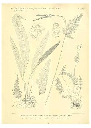 Imagen del vendedor de Reproduccin/Reproduction 49487637511: Pteridophyta und Anthophyta /. Wien :K.K. Hof- und Staatsdruckerei,1908. a la venta por EL BOLETIN