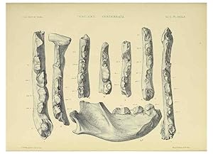 Seller image for Reproduccin/Reproduction 49498057638: Indian Tertiary and post Tertiary Vertebrata. Calcutta :Geological Survey Office [etc., etc.],1874-1902. for sale by EL BOLETIN