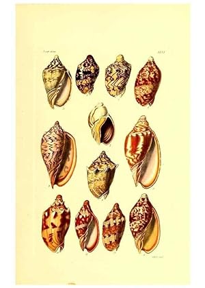 Bild des Verkufers fr Reproduccin/Reproduction 49491341058: Thesaurus conchyliorum, or, Monographs of genera of shells. London :Sowerby .,1847-1887. zum Verkauf von EL BOLETIN