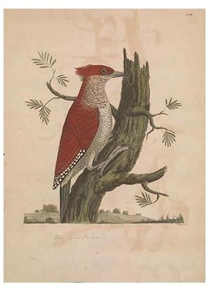 Seller image for Reproduccin/Reproduction 49535015876: Indian zoology. [London] :[publisher not identified],[1769]. for sale by EL BOLETIN