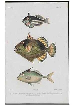 Seller image for Reproduccin/Reproduction 48942322066: Atlas ichthyologique des Indes orientales nrlandaises :. Amsterdam :Frdric Muller, editeur,1862-1878. for sale by EL BOLETIN