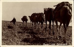 Bild des Verkufers fr Ansichtskarte / Postkarte Syrien, eine Karawane, Kamele zum Verkauf von akpool GmbH