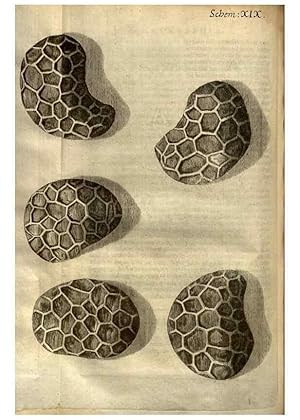 Imagen del vendedor de Reproduccin/Reproduction 48536252961: Micrographia, or, Some physiological descriptions of minute bodies made by magnifying glasses :. London :Printed by Jo. Martyn and Ja. Allestry, printers to the Royal Society . ,1665. a la venta por EL BOLETIN