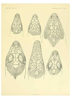 Seller image for Reproduccin/Reproduction 48575234427: The herpetology of Cuba /. Cambridge :Printed for the Museum,1919. for sale by EL BOLETIN