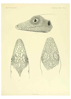 Seller image for Reproduccin/Reproduction 48575235112: The herpetology of Cuba /. Cambridge :Printed for the Museum,1919. for sale by EL BOLETIN