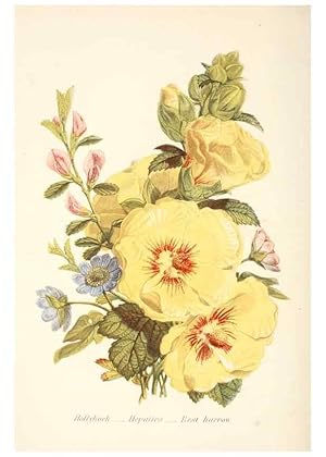 Image du vendeur pour Reproduccin/Reproduction 48591717802: The language of flowers, or, Floral emblems of thoughts, feelings, and sentiments /. London ;G. Routledge,1869. mis en vente par EL BOLETIN