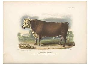 Image du vendeur pour Reproduccin/Reproduction 48230726471: The breeds of the domestic animals of the British Islands /. London, England :Longman, Orme, Brown, Green, and Longmans,1842. mis en vente par EL BOLETIN