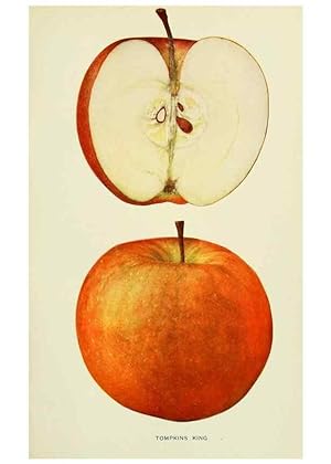 Immagine del venditore per Reproduccin/Reproduction 40652229580: The apples of New York,. Albany,J. B. Lyon Co., Printers,1905. venduto da EL BOLETIN