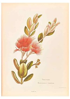 Seller image for Reproduccin/Reproduction 32005647988: The native flowers of New Zealand. London,S. Low, Marston, Searle, and Rivington,1888. for sale by EL BOLETIN