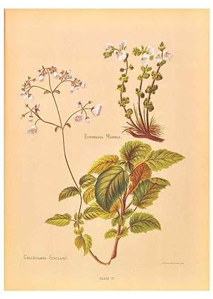 Seller image for Reproduccin/Reproduction 45827223842: The native flowers of New Zealand. London,S. Low, Marston, Searle, and Rivington,1888. for sale by EL BOLETIN