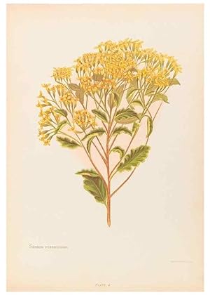 Seller image for Reproduccin/Reproduction 45876783761: The native flowers of New Zealand. London,S. Low, Marston, Searle, and Rivington,1888. for sale by EL BOLETIN