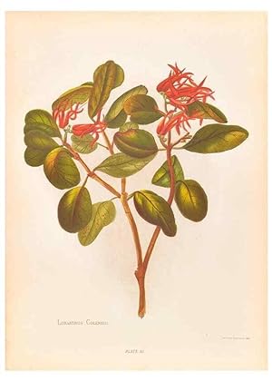 Seller image for Reproduccin/Reproduction 45827227752: The native flowers of New Zealand. London,S. Low, Marston, Searle, and Rivington,1888. for sale by EL BOLETIN