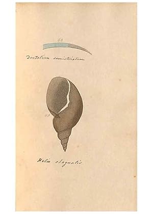 Image du vendeur pour Reproduccin/Reproduction 46225121425: A conchological dictionary of the British Islands /. London :John Booth,1819. mis en vente par EL BOLETIN