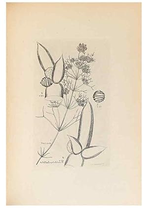 Imagen del vendedor de Reproduccin/Reproduction 47094098482: Contributions to Japanese Characeae,. n.p.,1898?. a la venta por EL BOLETIN