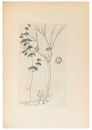 Imagen del vendedor de Reproduccin/Reproduction 46232055465: Contributions to Japanese Characeae,. n.p.,1898?. a la venta por EL BOLETIN