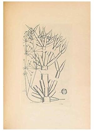 Imagen del vendedor de Reproduccin/Reproduction 47146283831: Contributions to Japanese Characeae,. n.p.,1898?. a la venta por EL BOLETIN