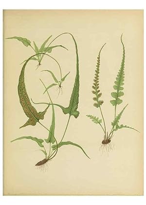 Bild des Verkufers fr Reproduccin/Reproduction 31234769264: Beautiful ferns from original water-color drawings after nature /. Troy, N.Y. :Nims and Knight,1887 [1885] zum Verkauf von EL BOLETIN