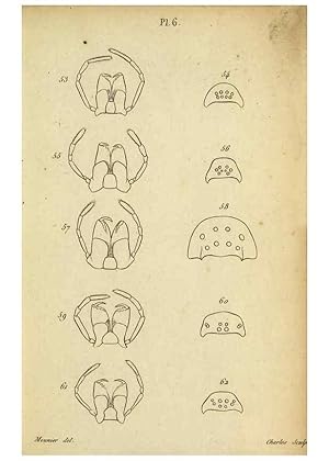 Seller image for Reproduccin/Reproduction 9358684844: Tableau des arane?i?des . Paris,Impr. de Dentu,1805. for sale by EL BOLETIN