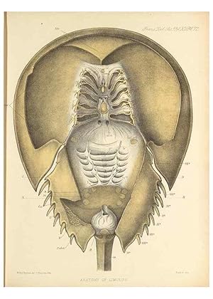 Imagen del vendedor de Reproduccin/Reproduction 9563279922: On the muscular and endoskeletal systems of Limulus and Scorpio;. n.p.[1883?] a la venta por EL BOLETIN