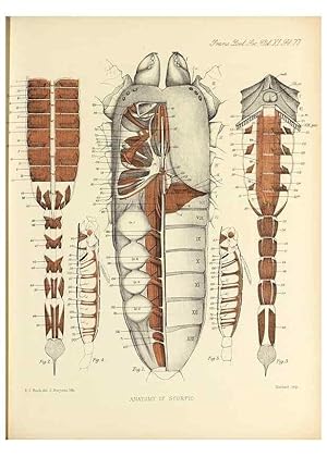 Imagen del vendedor de Reproduccin/Reproduction 9560495597: On the muscular and endoskeletal systems of Limulus and Scorpio;. n.p.[1883?] a la venta por EL BOLETIN