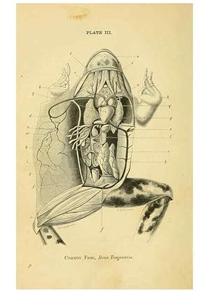 Seller image for Reproduccin/Reproduction 8391354287: Forms of animal life;. Oxford,Clarendon press,1870. for sale by EL BOLETIN