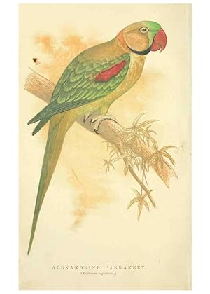 Bild des Verkufers fr Reproduccin/Reproduction 7979742616: The speaking parrots:. London,L.U. Gill[1884] zum Verkauf von EL BOLETIN