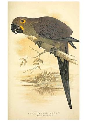 Bild des Verkufers fr Reproduccin/Reproduction 7979745009: The speaking parrots:. London,L.U. Gill[1884] zum Verkauf von EL BOLETIN