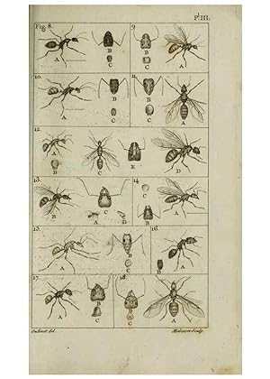 Imagen del vendedor de Reproduccin/Reproduction 8447436385: Histoire naturelle des fourmis :. Paris :T. Barrois, pre,1802 a la venta por EL BOLETIN