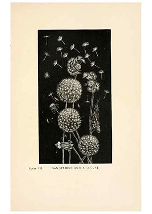 Seller image for Reproduccin/Reproduction 8495325082: Insect life;. New York,D.Appleton and Company,1897. for sale by EL BOLETIN