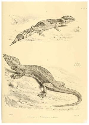 Image du vendeur pour Reproduccin/Reproduction 6459725135: The reptiles of British India London :Pub. for the Ray society by R. Hardwicke,1864 mis en vente par EL BOLETIN