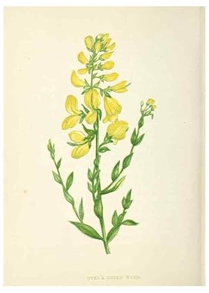 Image du vendeur pour Reproduccin/Reproduction 8512710665: Wild flowers. London :Pott, Young & Co.,[1857] mis en vente par EL BOLETIN