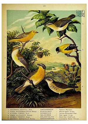 Immagine del venditore per Reproduccin/Reproduction 6916124327: Our native birds of song and beauty,. Milwaukee,G. Brumder,1893-96. venduto da EL BOLETIN