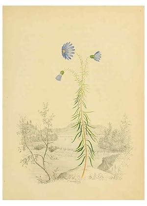 Seller image for Reproduccin/Reproduction 6838281140: American wild flowers in their native haunts. G.S. Appleton for sale by EL BOLETIN