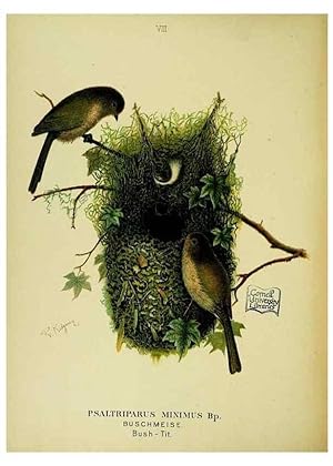 Immagine del venditore per Reproduccin/Reproduction 6916118207: Our native birds of song and beauty,. Milwaukee,G. Brumder,1893-96. venduto da EL BOLETIN